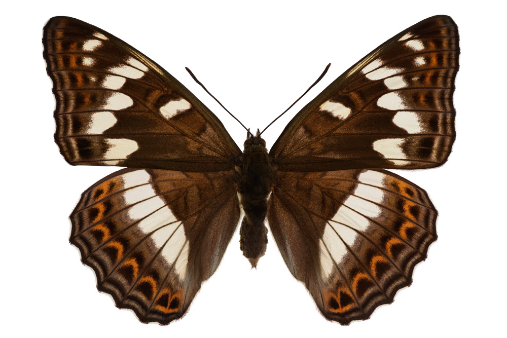 Familie der Edelfalter,  Fundort Bardenbach, Flügelspannweite 72 Millimeter